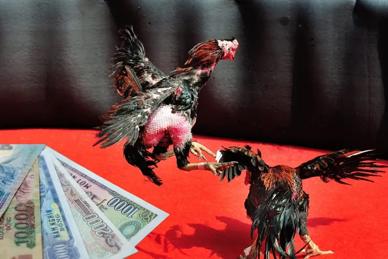 Hướng Dẫn Cách Chơi Đá Gà Sabong Tại LD789 Chuẩn Phong Cách Philippines 1 Hướng Dẫn Cách Chơi Đá Gà Sabong Tại LD789 Chuẩn Phong Cách Philippines